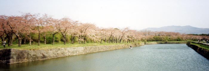 五稜郭の堀沿いの桜